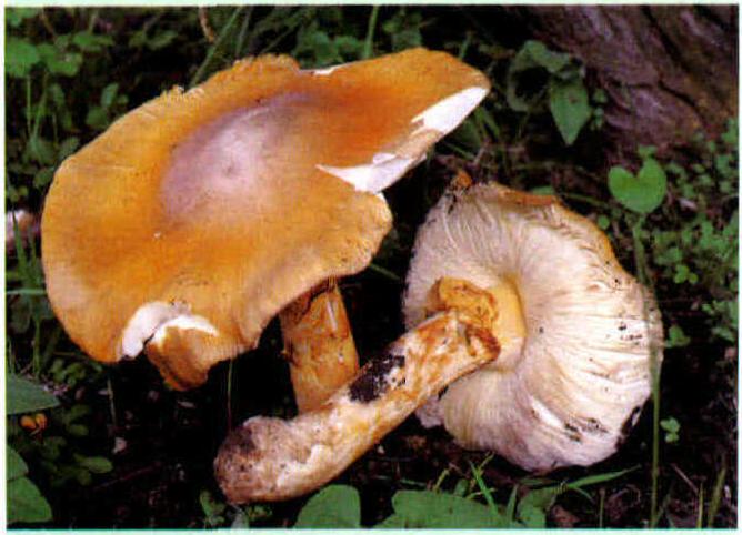 Amanita hemibapha subsp.Javanica Corner & Bas